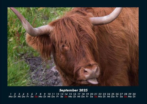 Produktbild: Kuhkalender 2025 Fotokalender DIN A4