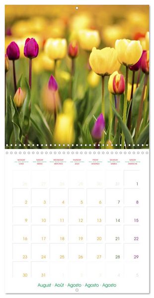 Produktbild: Tulips - Harbingers of Spring (Wall Calendar 2027 12 &times; 12 Inch) CALVENDO 12 Month Wall Calendar