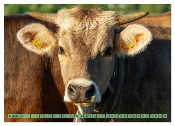 Produktbild: Voll kuhl - der Kuhkalender mit K&uuml;hen aus dem Allg&auml;u (hochwertiger Premium Wandkalender 2026 DIN A2 quer), Kunstdruck in Hochglanz