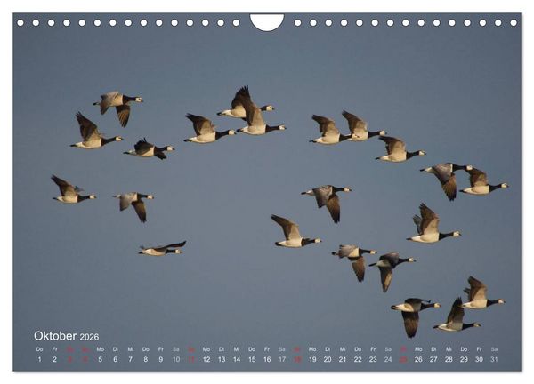 Produktbild: Anblicke und Ausblicke auf Fischland Dar&szlig; (Wandkalender 2026 DIN A4 quer), CALVENDO Monatskalender