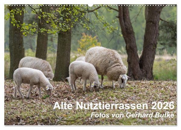 Produktbild: Alte Nutztierrassen 2026 (Wandkalender 2026 DIN A2 quer), CALVENDO Monatskalender