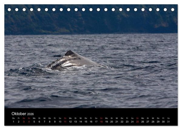 Produktbild: Wale (Tischkalender 2026 DIN A5 quer), CALVENDO Monatskalender