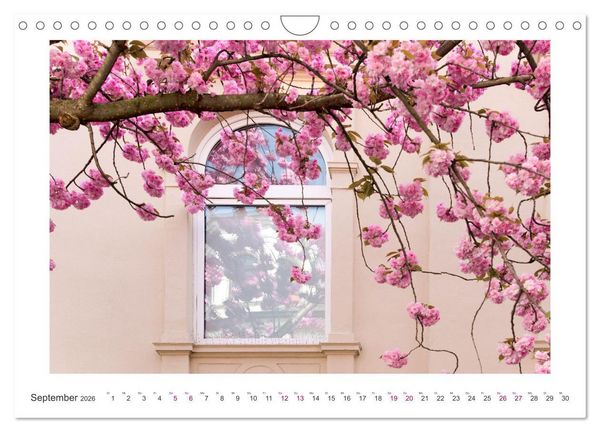 Produktbild: Japanische Kirschbl&uuml;te in Bonn (Wandkalender 2026 DIN A4 quer), CALVENDO Monatskalender
