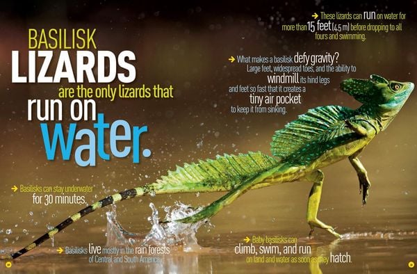 Produktbild: National Geographic Kids Ultimate Weird But True