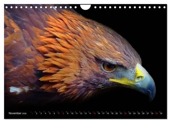 Produktbild: Greifv&ouml;gel (Wandkalender 2026 DIN A4 quer), CALVENDO Monatskalender