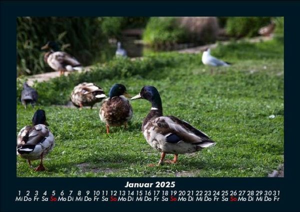 Produktbild: Enten 2025 Fotokalender DIN A5
