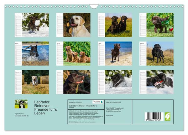 Produktbild: Labrador Retriever - Freunde f&uuml;r&acute;s Leben (Wandkalender 2026 DIN A3 quer), CALVENDO Monatskalender