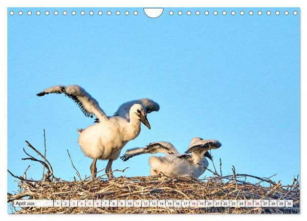 Produktbild: Eine Saison mit Familie Storch (Wandkalender 2026 DIN A4 quer), CALVENDO Monatskalender