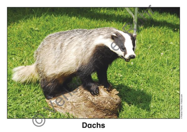 Produktbild: Waldtiere