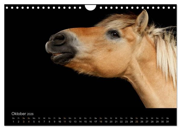 Produktbild: Magische Momente - Pferde Horses Caballos (Wandkalender 2026 DIN A4 quer), CALVENDO Monatskalender
