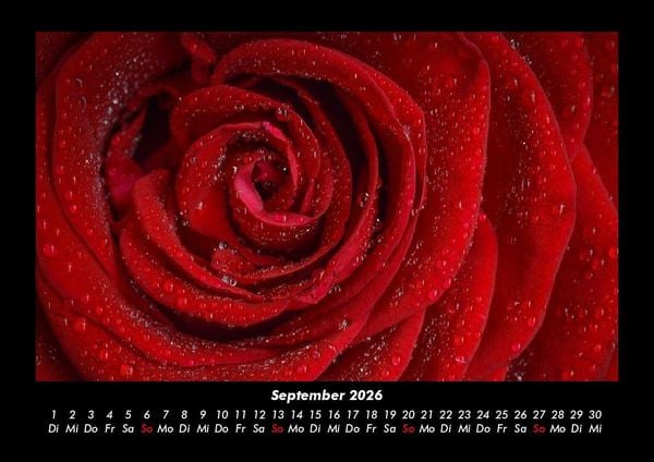 Produktbild: Strahlend sch&ouml;ne Rosen 2026 Fotokalender DIN A3