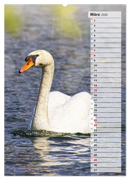 Produktbild: Stolze Schw&auml;ne (Wandkalender 2026 DIN A2 hoch), CALVENDO Monatskalender