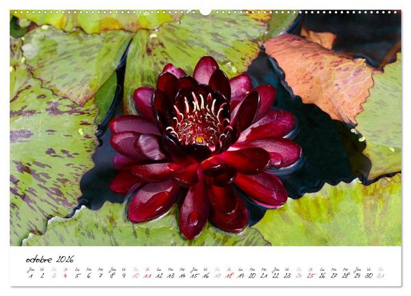 Produktbild: N&eacute;nuphars enchanteurs (Calendrier mural 2026 DIN A2 vertical) calendrier de bureau