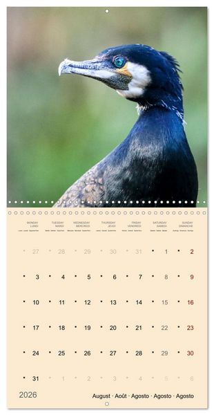 Produktbild: Portraits d'oiseaux des beaut&eacute;s plumeuses (Calendrier mural carr&eacute; 2026 30x30 cm) Calendrier double avec une page pour vos prises de notes