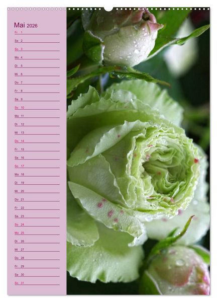 Produktbild: Rosen Symphonie (hochwertiger Premium Wandkalender 2026 DIN A2 hoch), Kunstdruck in Hochglanz