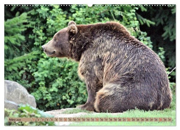 Produktbild: B&auml;ren - Der Eisb&auml;r und der Kamtschatka-Braunb&auml;r (hochwertiger Premium Wandkalender 2026 DIN A2 quer), Kunstdruck in Hochglanz