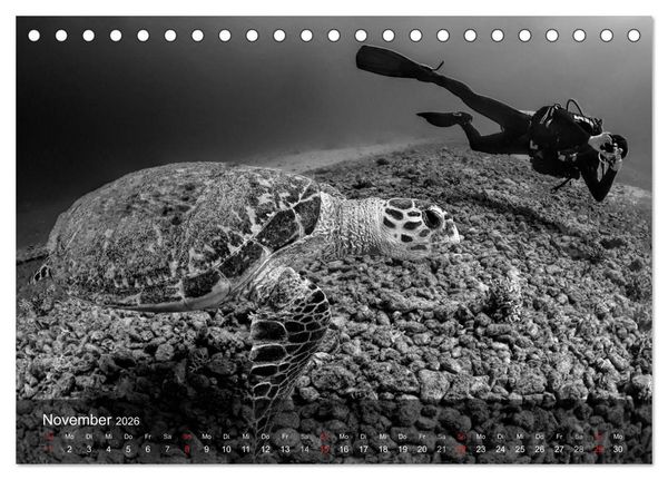 Produktbild: Schildkr&ouml;ten des Ozeans (Tischkalender 2026 DIN A5 quer), CALVENDO Monatskalender