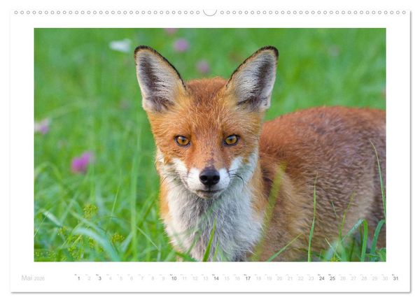 Produktbild: Der Rotfuchs (Wandkalender 2026 DIN A2 quer), CALVENDO Monatskalender