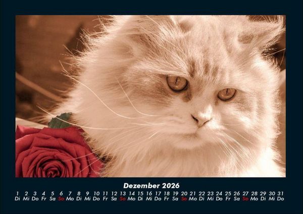 Produktbild: F&uuml;r Katzenfreunde 2026 Fotokalender DIN A4