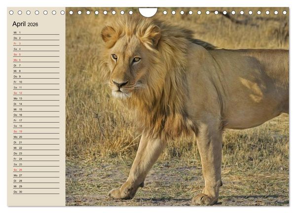 Produktbild: L&ouml;wen. Majest&auml;tische Kraft (Wandkalender 2026 DIN A4 quer), CALVENDO Monatskalender