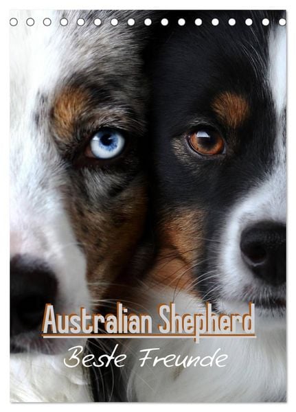 Produktbild: Australian Shepherd - Beste Freunde (Tischkalender 2026 DIN A5 hoch), CALVENDO Monatskalender