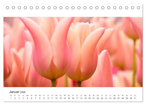 Produktbild: Zauberhafte Tulpen (Tischkalender 2026 DIN A5 quer), CALVENDO Monatskalender