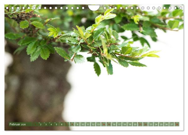 Produktbild: Bonsai ganz nah (Wandkalender 2026 DIN A4 quer), CALVENDO Monatskalender