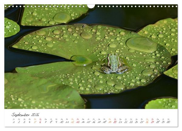Produktbild: Frosch Karl, Hans und Max im Einklang der Natur (Wandkalender 2026 DIN A3 quer), CALVENDO Monatskalender