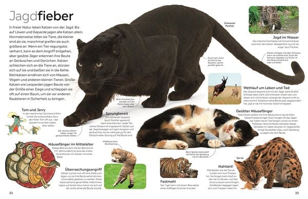 Produktbild: memo Wissen. Katzen