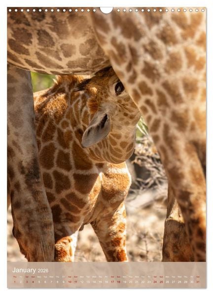 Produktbild: Giraffe Tales (Wall Calendar 2026 DIN A3 portrait), CALVENDO 12 Month Wall Calendar
