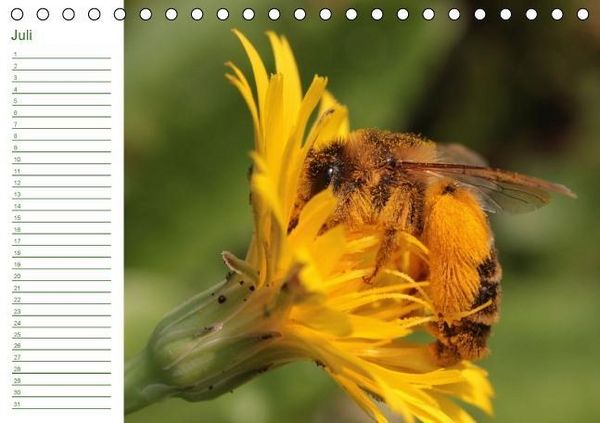 Produktbild: Bienen - Emsige Helfer (Tischkalender immerw&auml;hrend DIN A5 quer)