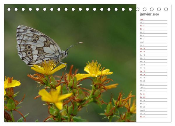 Produktbild: Dans le jardin des papillons (Calendrier de bureau 2026 DIN A5 vertical), CALVENDO calendrier mensuel