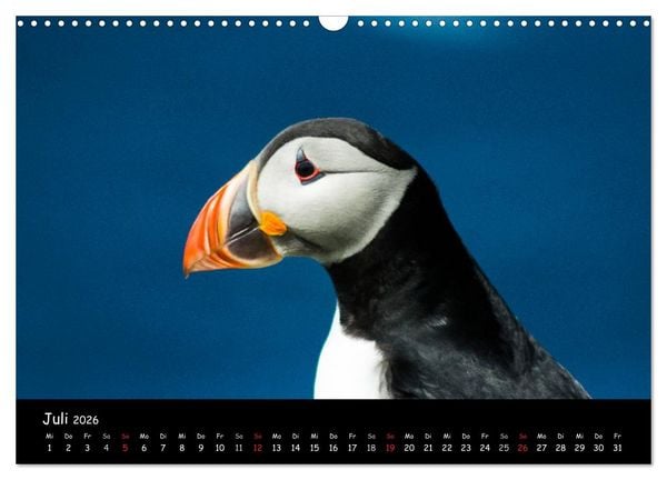 Produktbild: Die Papageientaucher von Mykines (Wandkalender 2026 DIN A3 quer), CALVENDO Monatskalender