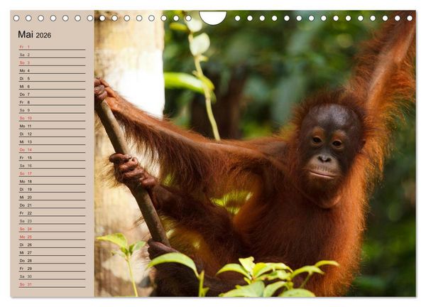 Produktbild: Orang-Utans (Wandkalender 2026 DIN A4 quer), CALVENDO Monatskalender