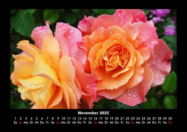 Produktbild: Strahlend sch&ouml;ne Rosen 2025 Fotokalender DIN A3