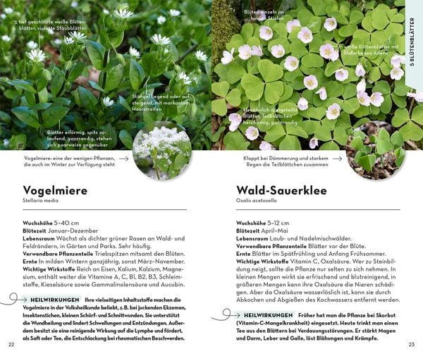 Produktbild: Basic Heilpflanzen