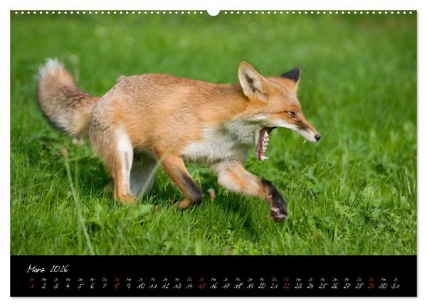 Produktbild: Rotfuchs - Impressionen (Wandkalender 2026 DIN A2 quer), CALVENDO Monatskalender