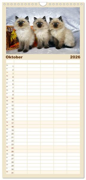 Produktbild: Familienplaner 2026 - Katzenparade mit 5 Spalten (Wandkalender, 21 x 45 cm) CALVENDO