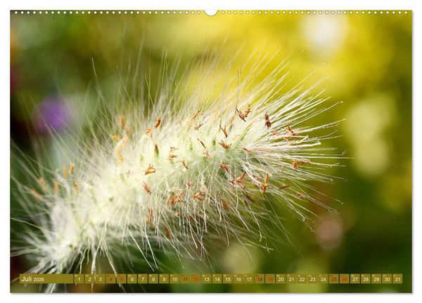 Produktbild: Natur, die bezaubert (Wandkalender 2026 DIN A2 quer), CALVENDO Monatskalender