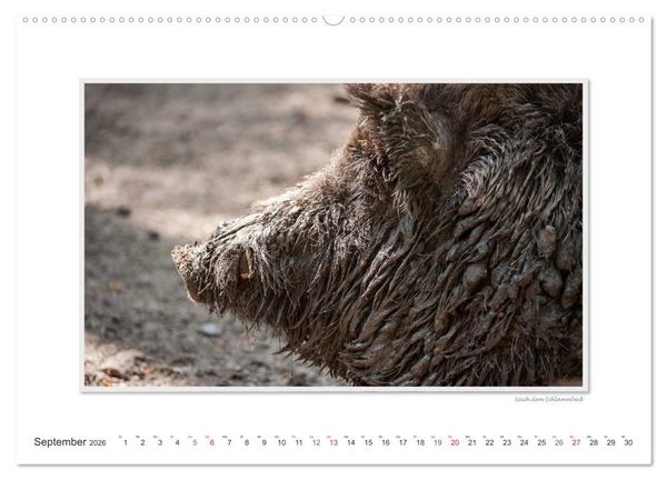 Produktbild: Emotionale Momente: Das Wildschwein. / CH-Version (hochwertiger Premium Wandkalender 2026 DIN A2 quer), Kunstdruck in Hochglanz