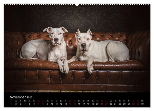 Produktbild: DOGO ARGENTINO (Wandkalender 2026 DIN A2 quer), CALVENDO Monatskalender
