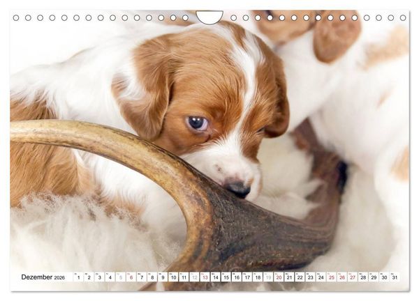 Produktbild: Irish Red and White Setter Welpen (Wandkalender 2026 DIN A4 quer), CALVENDO Monatskalender