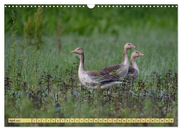 Produktbild: Donaudelta - Europas gro&szlig;es Vogelparadies (Wandkalender 2027 DIN A3 quer), CALVENDO Monatskalender