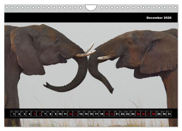 Produktbild: Elephants of Botswana (Wall Calendar 2026 DIN A4 landscape), CALVENDO 12 Month Wall Calendar