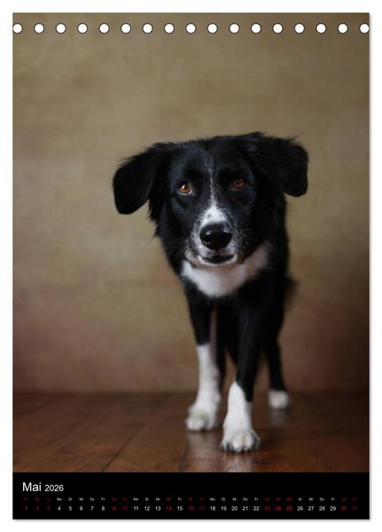 Produktbild: Geliebte Aussies - Australian Shepherds im Portrait (Tischkalender 2026 DIN A5 hoch), CALVENDO Monatskalender