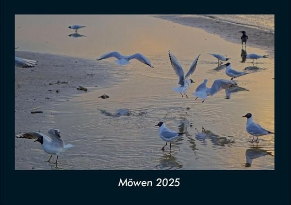 Produktbild: M&ouml;wen 2025 Fotokalender DIN A4