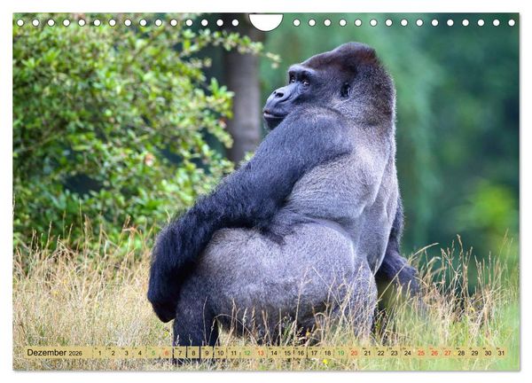 Produktbild: Flachlandgorillas in Apenheul (Wandkalender 2026 DIN A4 quer), CALVENDO Monatskalender