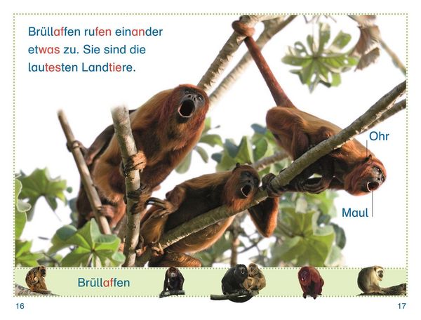 Produktbild: SUPERLESER! Zu Besuch bei den Affen