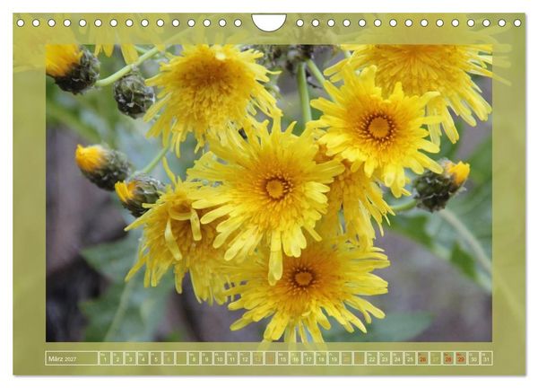 Produktbild: Wundersame Kanarenflora (Wandkalender 2027 DIN A4 quer), CALVENDO Monatskalender