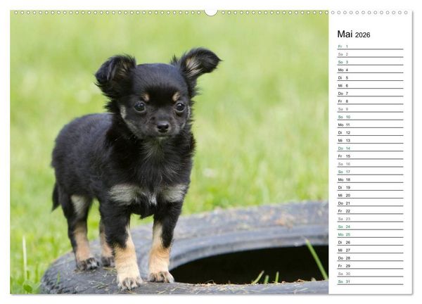 Produktbild: Chihuahuas - kleine Herzensbrecher (hochwertiger Premium Wandkalender 2026 DIN A2 quer), Kunstdruck in Hochglanz